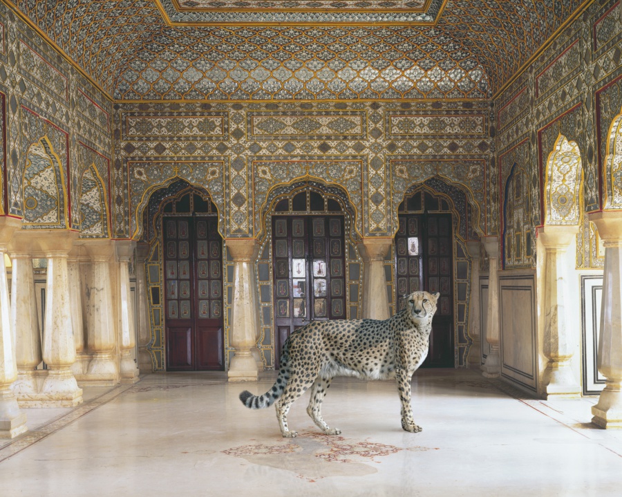 The-Return-of-the-Hunter-Jaipur-Palace-Jaipur