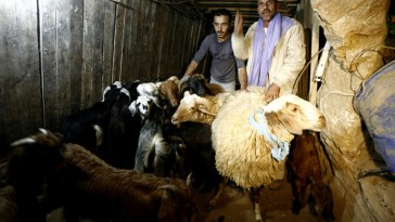 Sheep in Gaza Tunnel