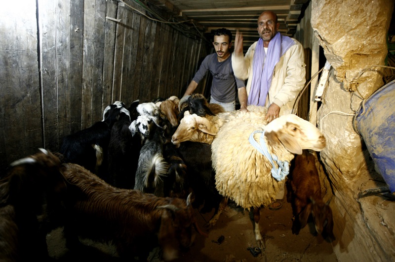 Sheep in Gaza Tunnel