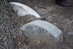 Oldest designated Muslim burial site in USA, graves embedded in tree